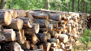 En forêt domaniale normande, le bois disponible décline