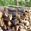 En forêt domaniale normande, le bois disponible décline