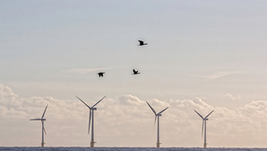 Éolien en mer au large de Courseulles-sur-Mer : malgré de vives critiques, l'État accorde une dérogation sur les espèces protégées