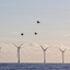 Éolien en mer au large de Courseulles-sur-Mer : malgré de vives critiques, l'État accorde une dérogation sur les espèces protégées