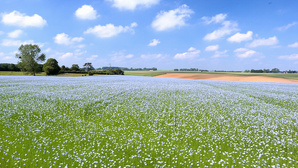 La face cachée du lin normand