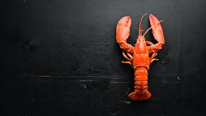 Près de Granville, la région Normandie en pince pour une ferme à homards industrielle